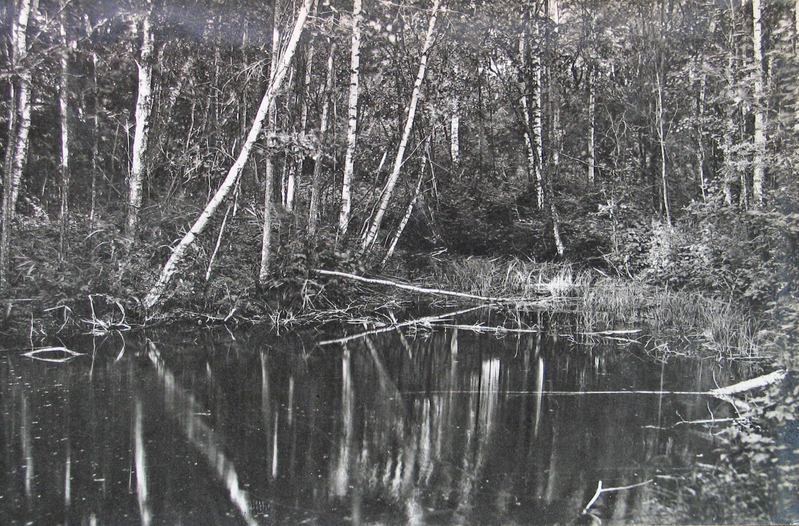 Allikas Kärde lähedal metsas