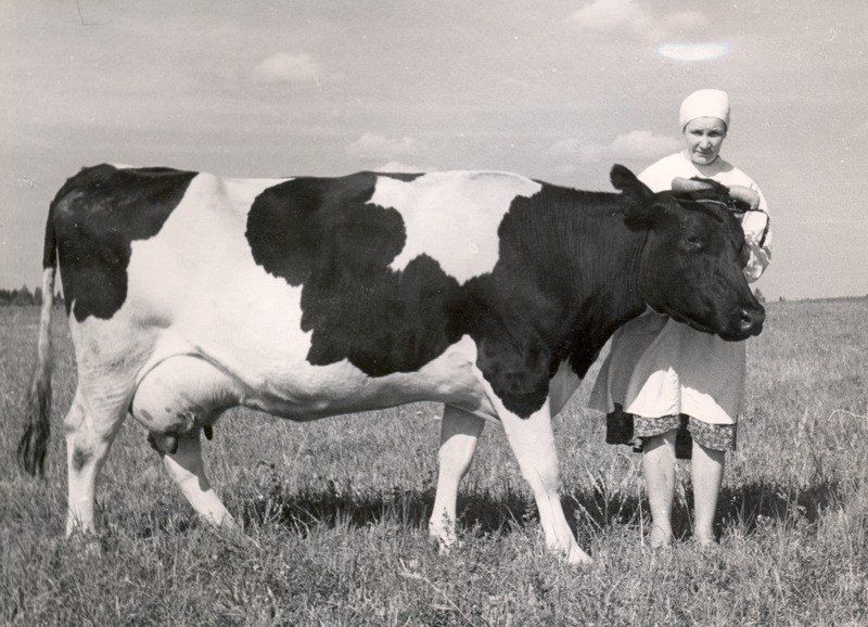 Põdrangu sovhoosi lüpsja A. Sink lehmaga Siidi