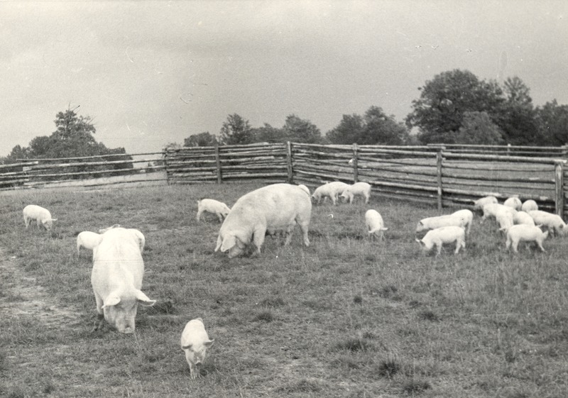 Emised põrsastega koplis Vinni sovhoosis