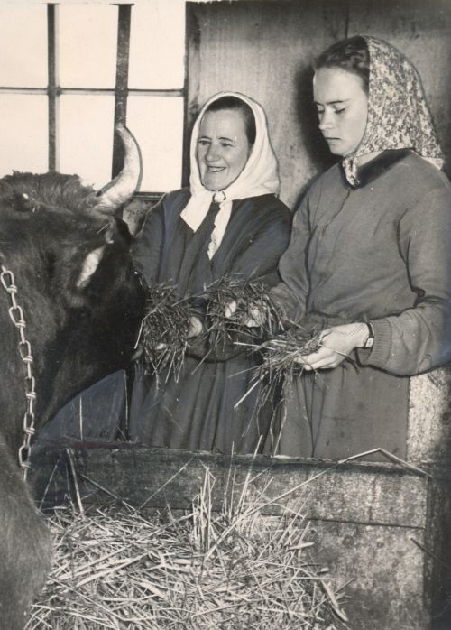 Lüpsja ja agronoom lehmale silosid pakkumas