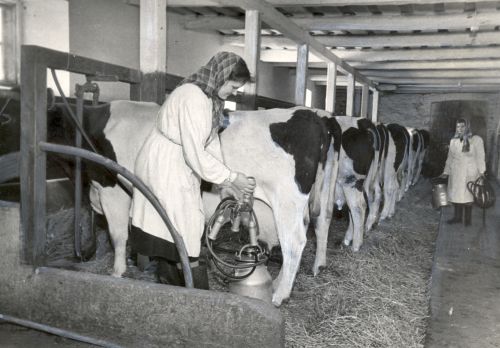 Kannulüüps Vändra katsejaamas