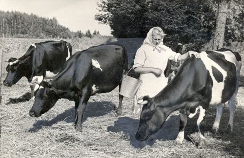 Lüpsja lehmadega karjamaal