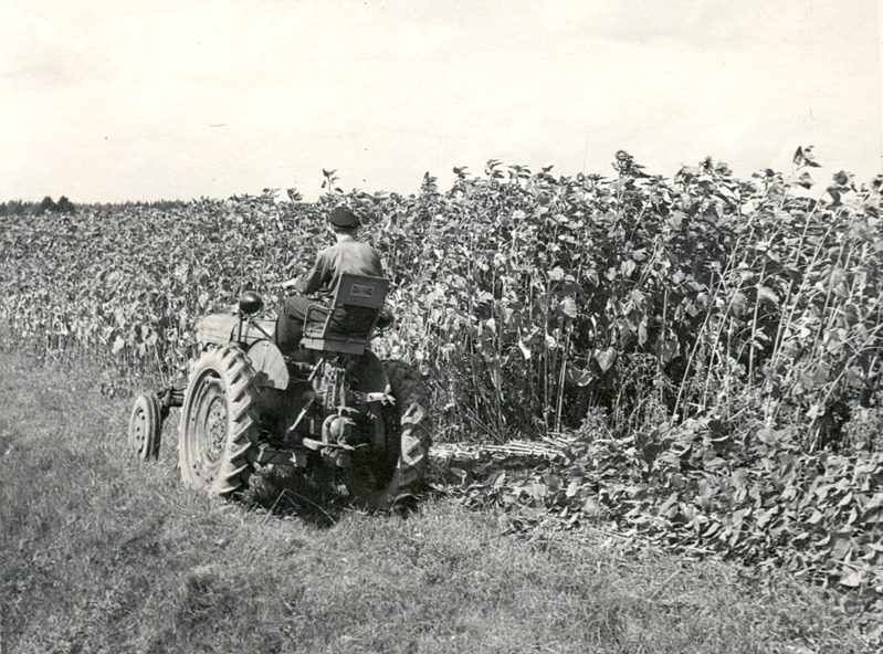 Päevalille koristamine