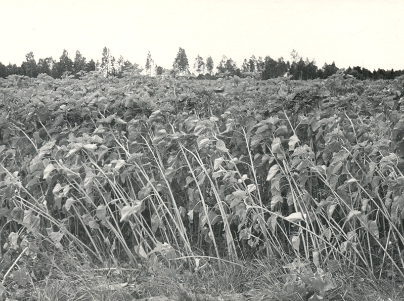 Päevalillepõld uudismaal