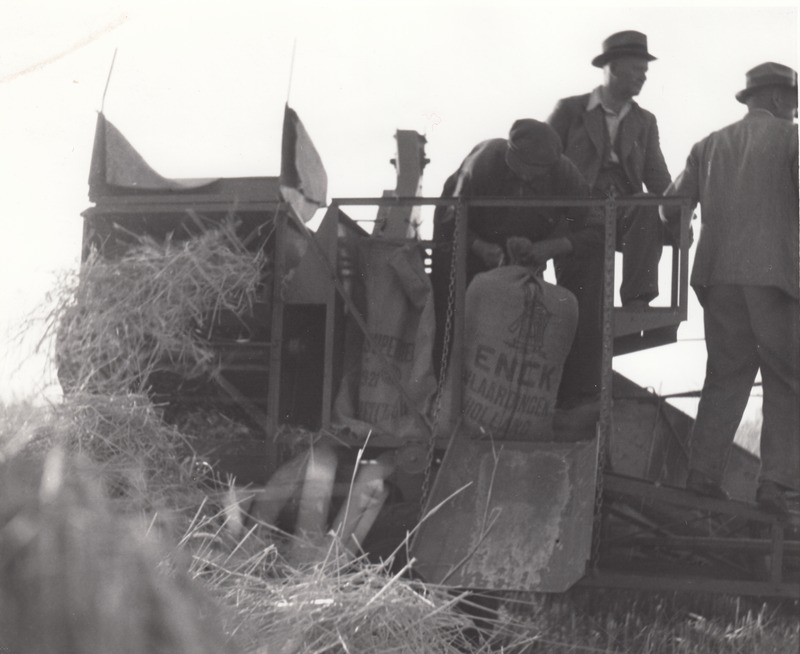 Terakottide sidumine kombainil Allis Chalmers Jõgeva Sordikasvanduses