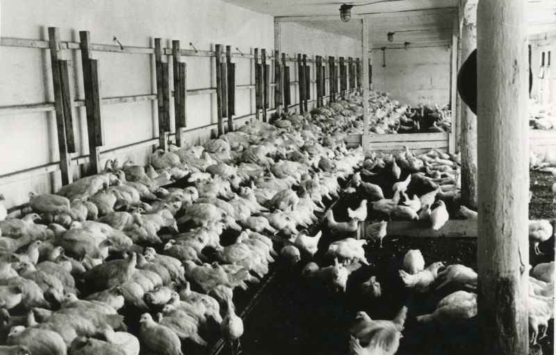 Loo linnuvabriku noorlindude laut