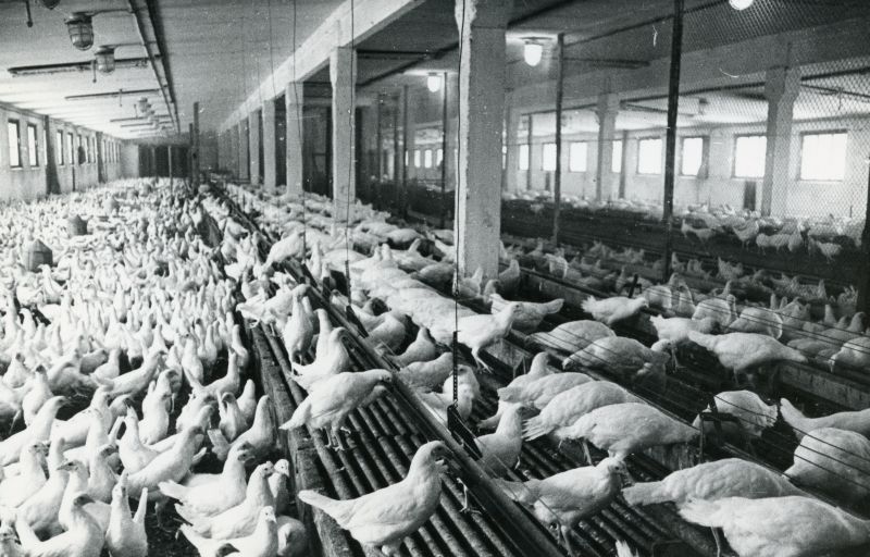 Tallinna Linnuvabriku noorkanad sügavallapanuga
kanalas