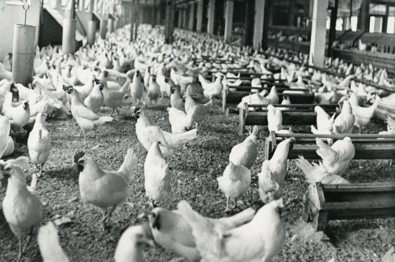 Munejad kanad sügavallapanul