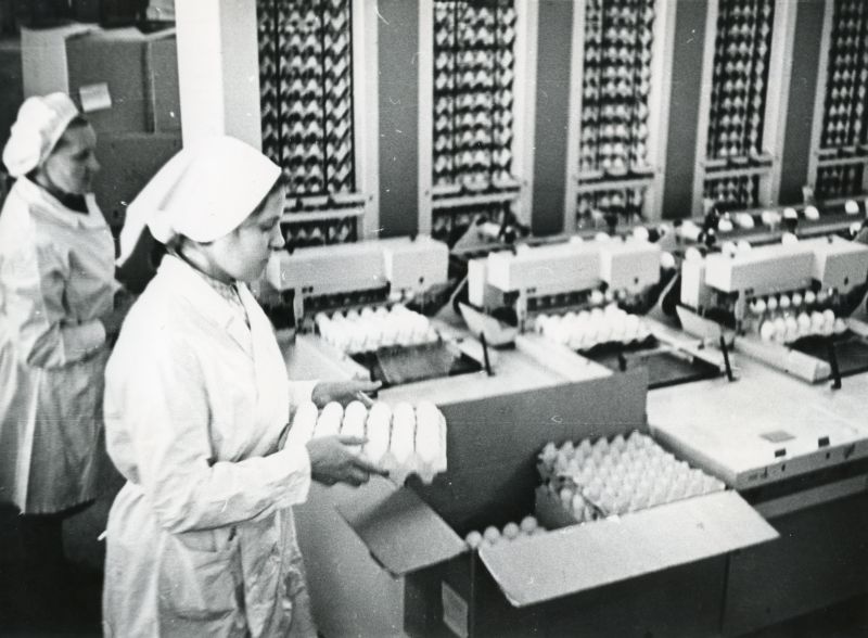 Töö Tallinna Linnuvabriku munalaos