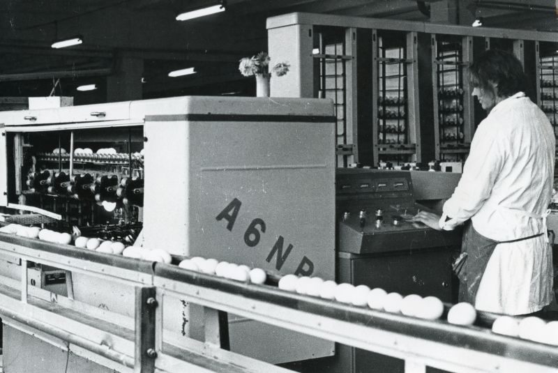 Töö Tallinna Linnuvabriku munalaos