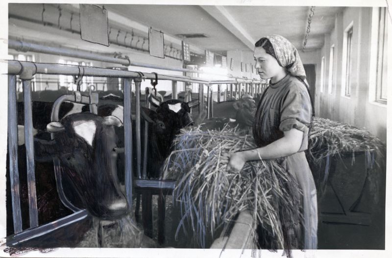 Eesrindlik lüpsja S. Parve annab lehmadele haljasmassi.