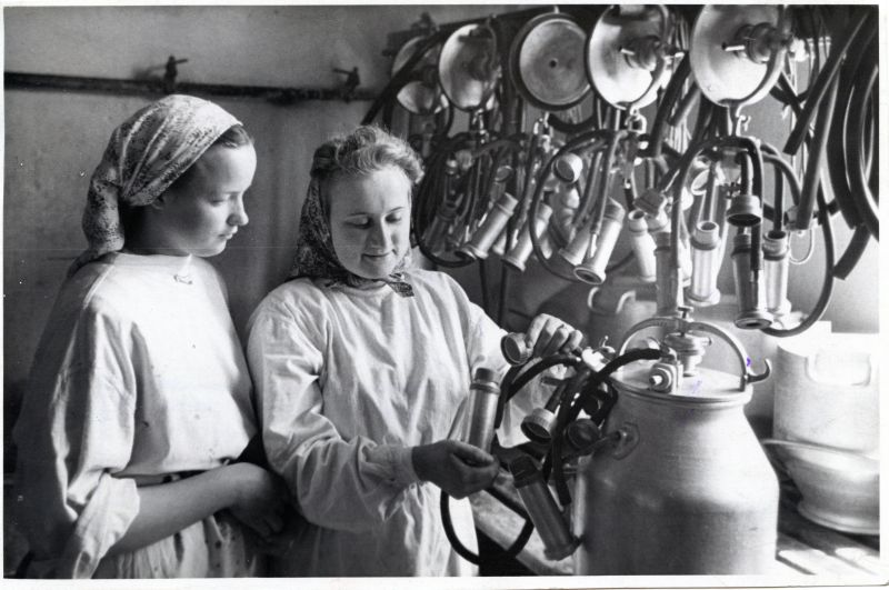 Sovhoosi lüpsja A. Keskküla praktikandile V. Vaarmetsale lüpsimasina käsitamist õpetamas.