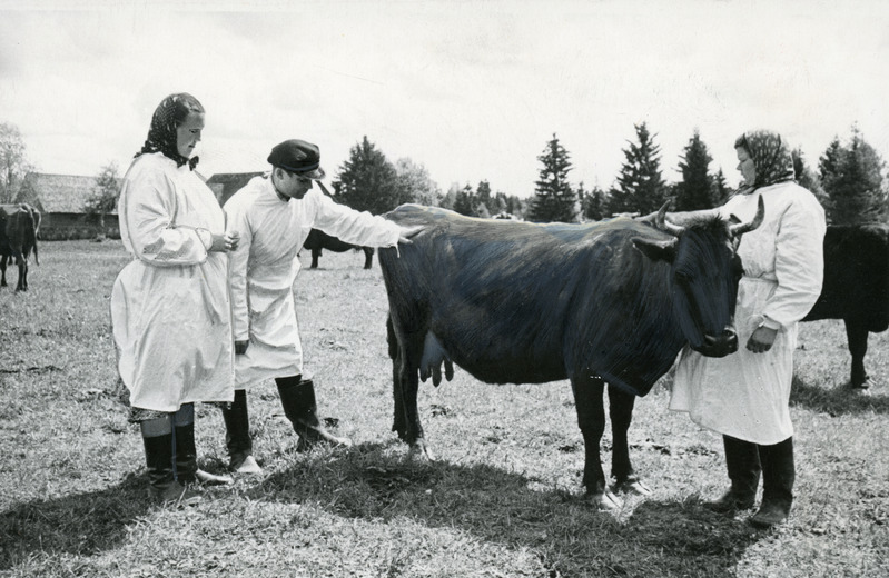 Zootehnik.H.Klaar(keskel),farmijuhataja M.Männi(vasakul) ja parim noor lüpsja L.Eelmaa(paremal)