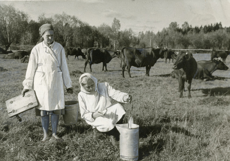Kolhoosi piimafarmi juhataja A.Naelaste(paremal) kontrollib väljalüpsi lehmadelt, mis on kinnitatud O.Junolainenile