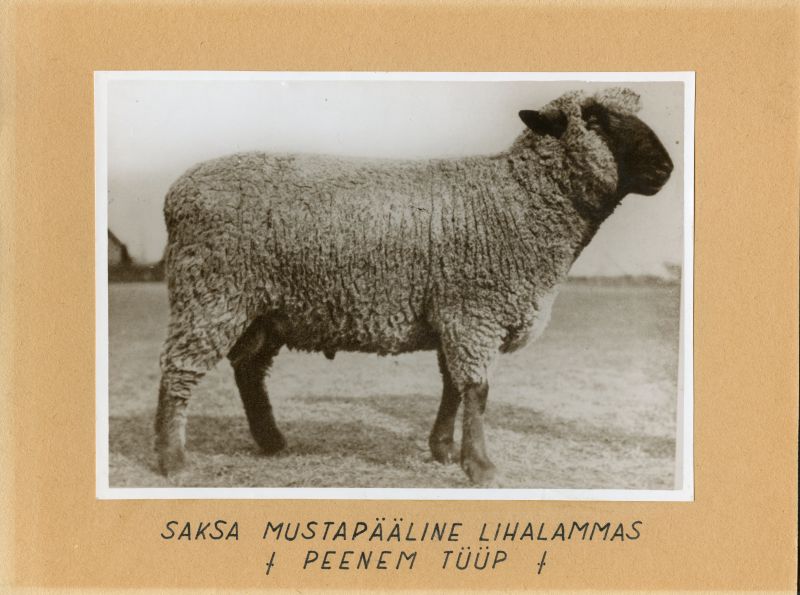 Saksa mustapealine lihalammas (peenem tüüp)