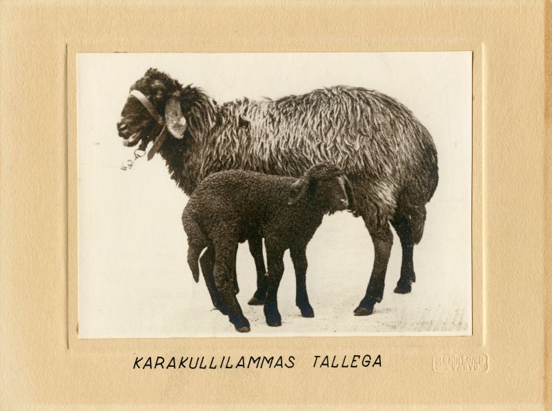 Karakullilammas tallega