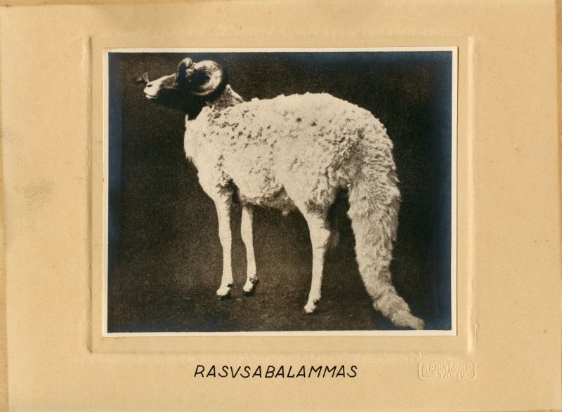 Rasvasabalammas