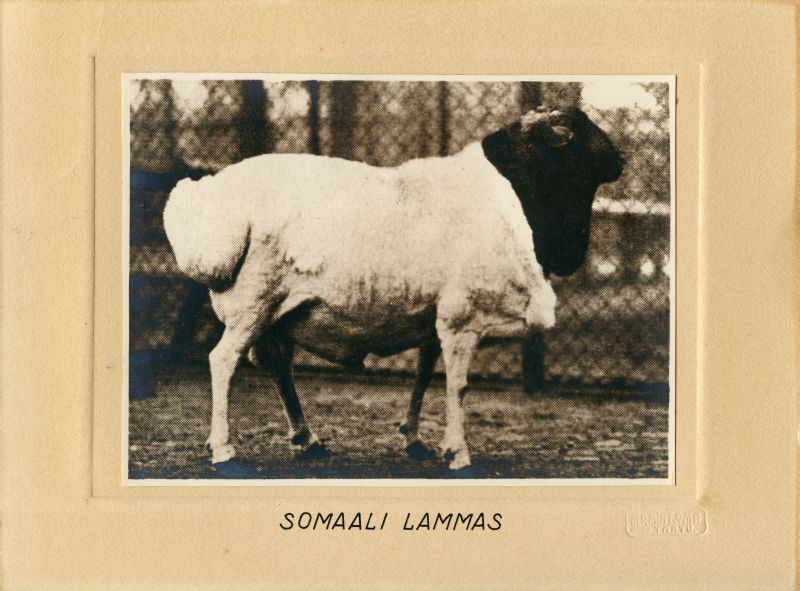 Somaali lammas