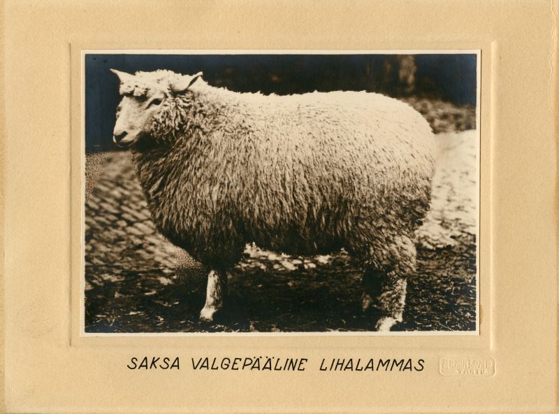Saksa valgepealine lihalammas