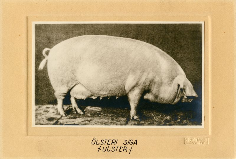 Ölsteri siga (Ulster)