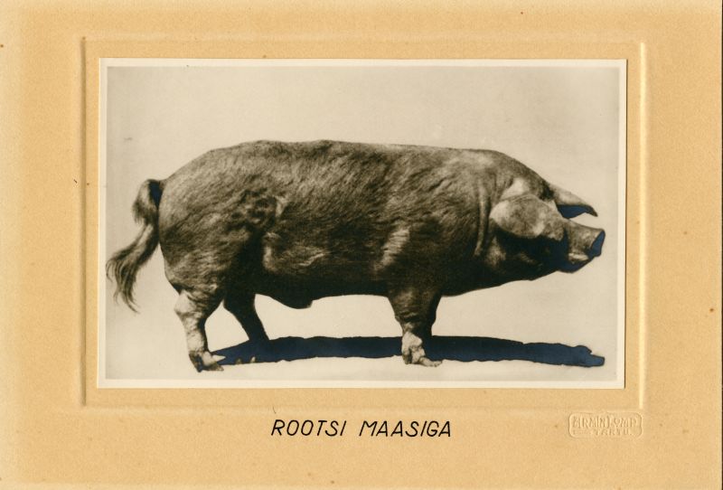Rootsi maasiga