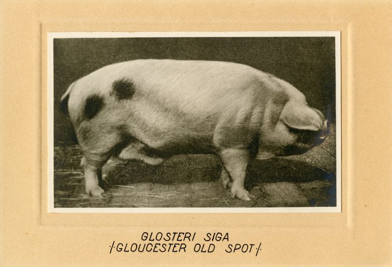 Glosteri siga (Gloucester old spot)