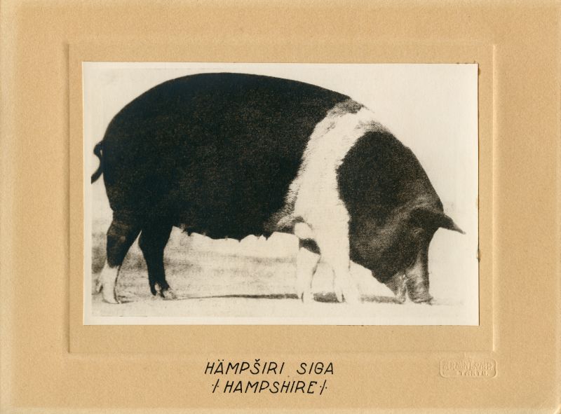 Hämpširi siga (Hampshire)