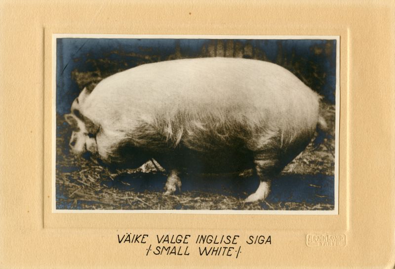 Väike valge inglise siga