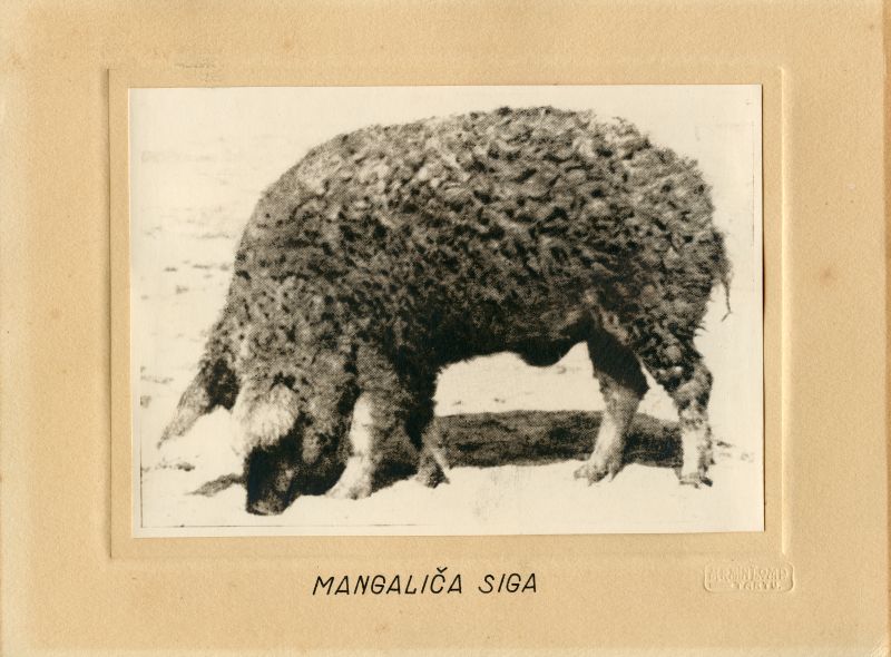 Mangalitsa siga