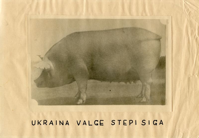 Ukraina valge stepi siga