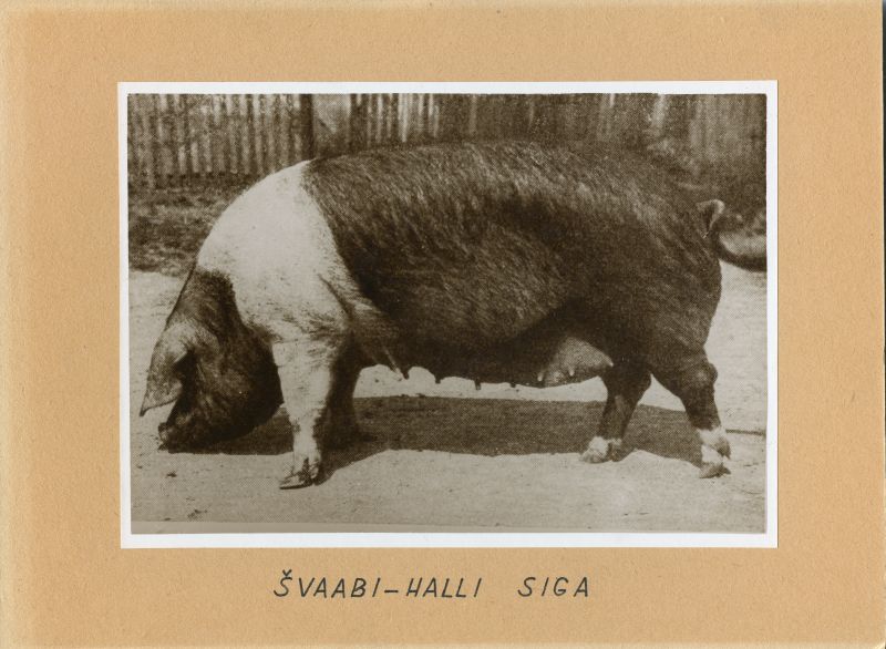 Švaabi-Halli siga