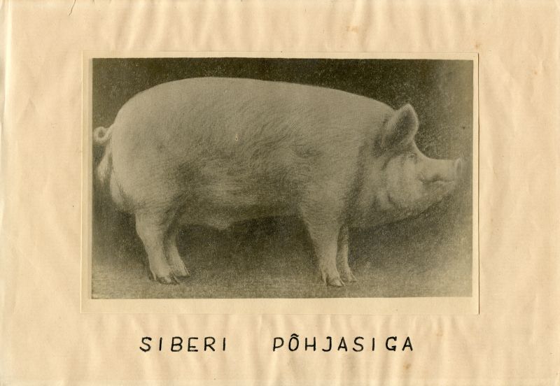 Siberi põhjasiga