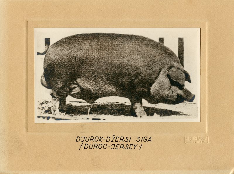 Djurok-jersey siga (Duroc-jersey)