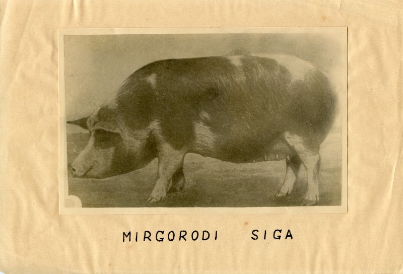 Mirgorodi siga