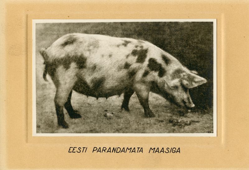 Eesti parandamata maasiga