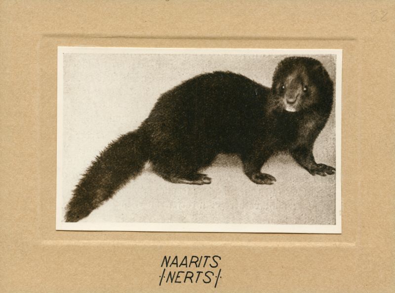 Naarits