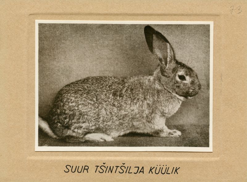 Suur tšntšilja küülik