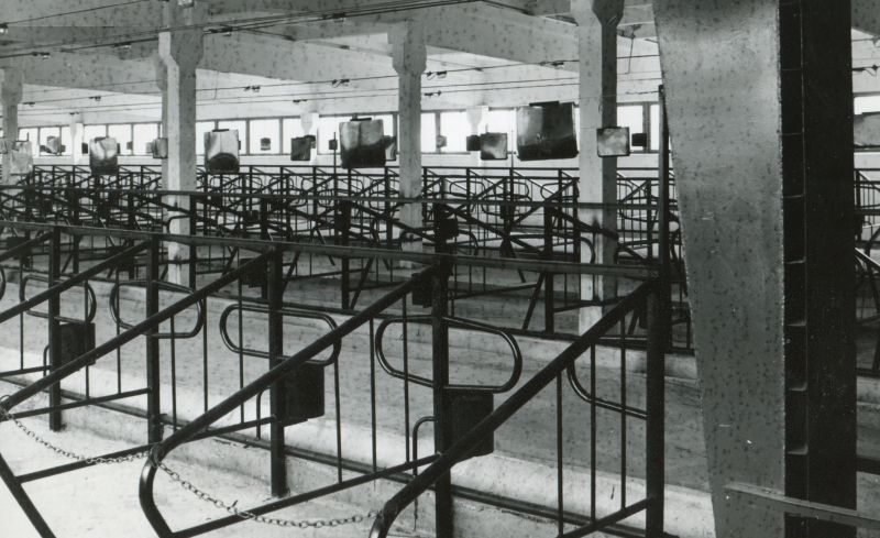 Sõmerpalu sovhoosi veiselauda sisevaade