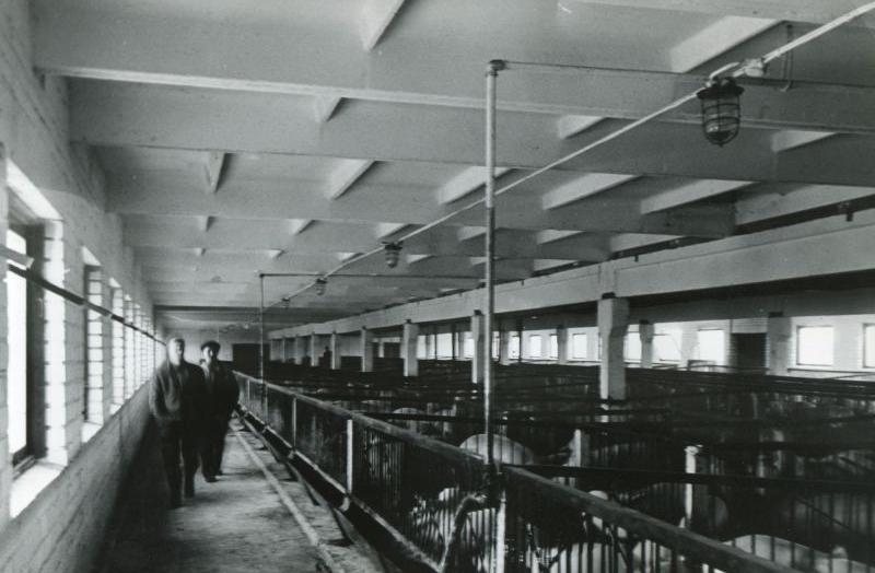 Konguta kolhoosi sigala