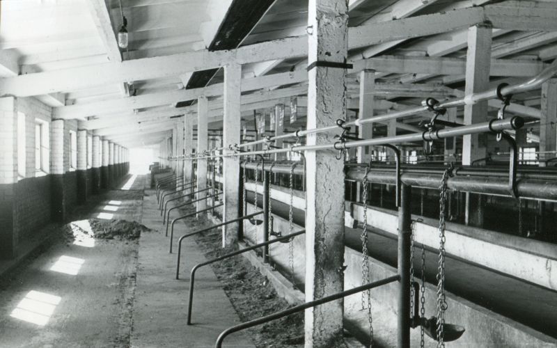 Kolhoosi "Rahva Võit" Nabala veisefarmi sisevaade