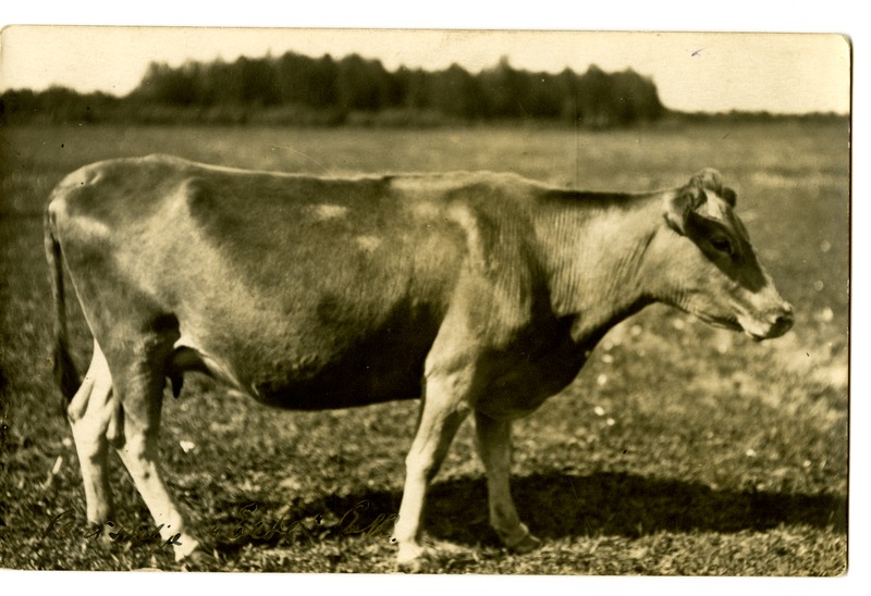 Eesti maakarja tõutüüp