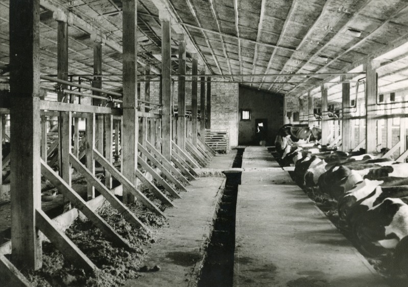 Audru sovhoosi Sauga osakonna katuslaega laut