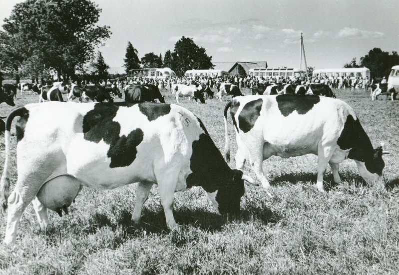 "Tasuja" kolhoosi kari