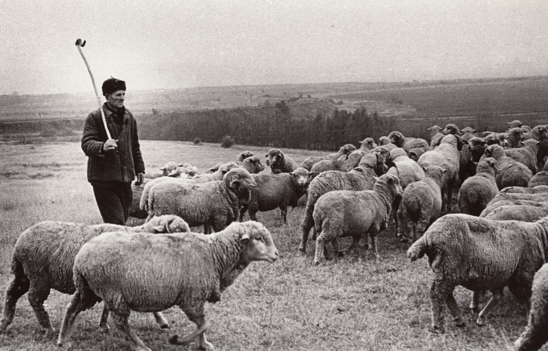 Manõtši tõugu lambad Stavropoli krais