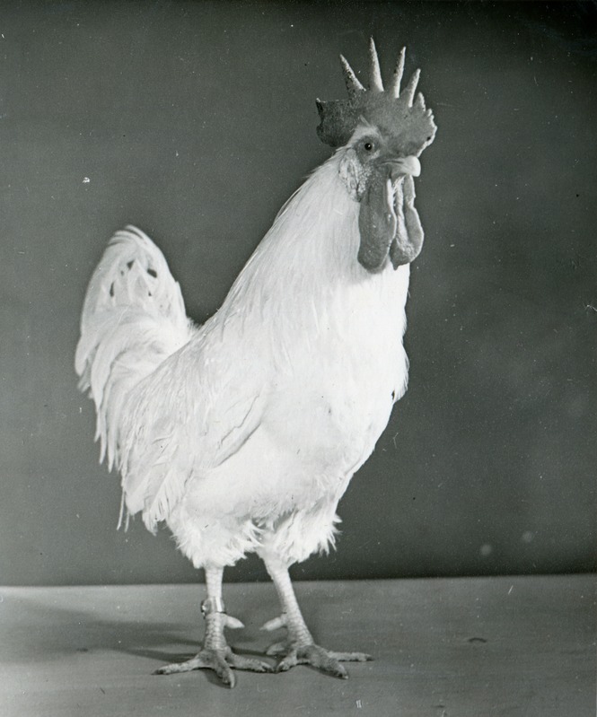 Kurtna Linnukasvatuse Katsejaama valge leghorni tõugu kukk