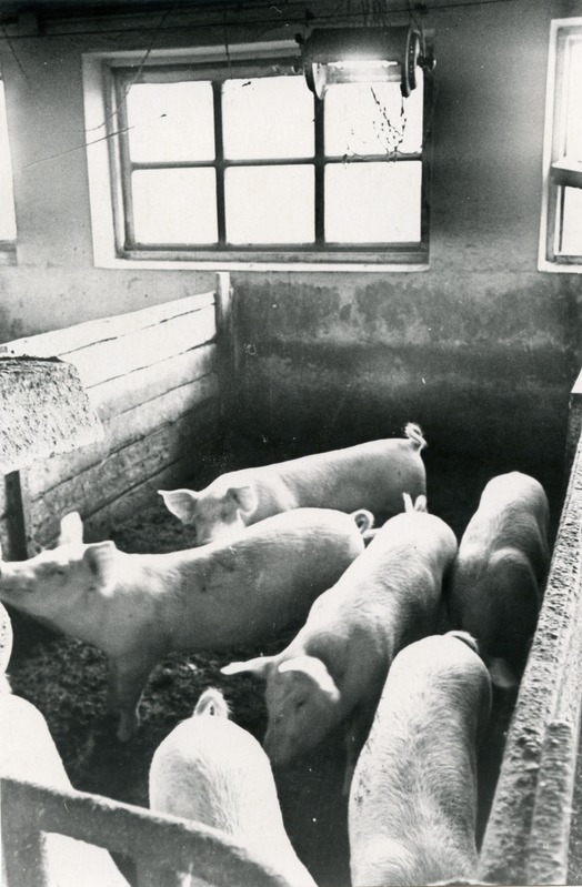 Illustreeriv foto artiklile "Põrsas vajab perenaise hoolt", kus nõu annab Jõõpre kolhoosi loomaarst Ravo Runnel