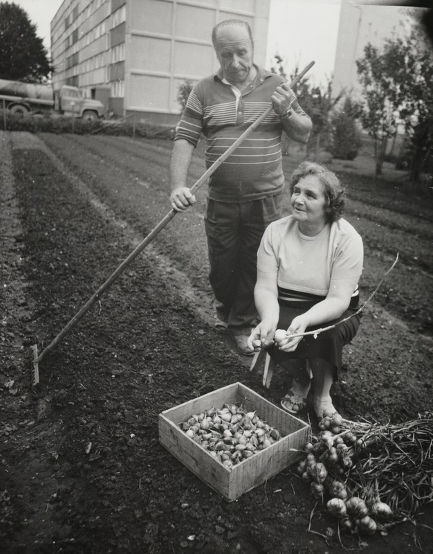 Küüslaugukasvatajad Maimu ja Kalju Vares Võhmast