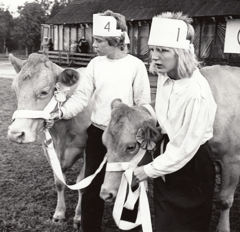 Eesti maakarja nudi lehm sobib talulauta, kus loomadega tegelevad ka lapsed