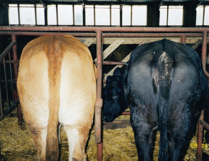 Puhtatõuline limusiini tõugu noorveis (vasakul) ja limusiini ja eesti mustakirju ristandveis