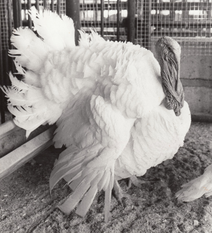 Kalkun Harju põllumajandusnäitusel